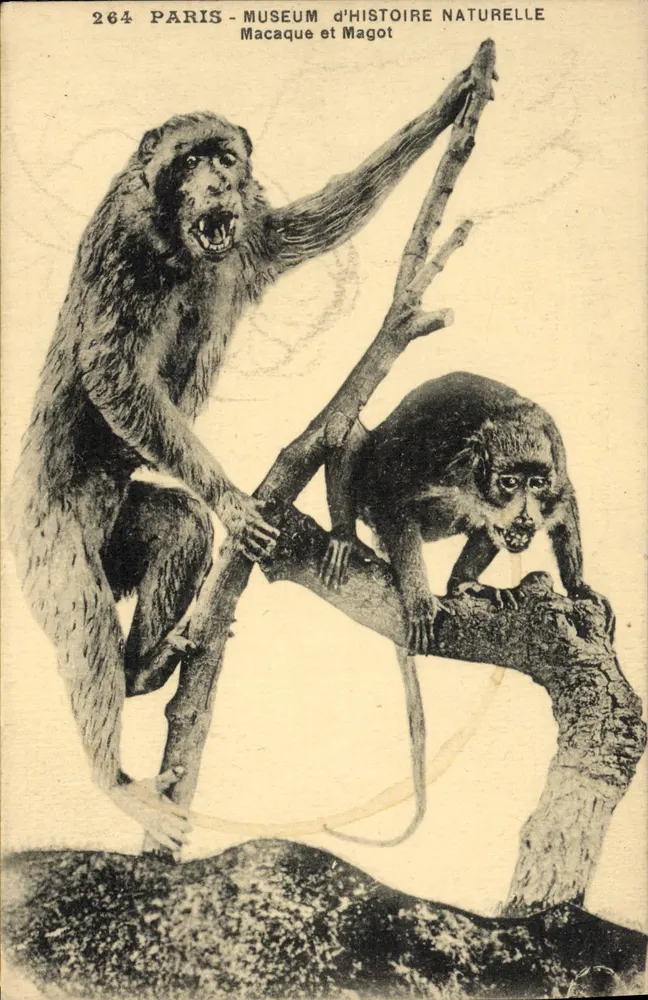 Paris - Musée d'Histoire Naturelle — Macaque et Magot — Édition Boelk, Boulevard Saint-Marcel, Paris - Recto