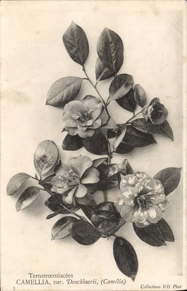 Camélia var. Doncklaarii — Coleções ND Phot — n°5 - Frente