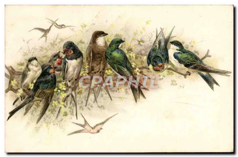 Aves — Série de andorinhas e passarinhos — K.F. COTUREA, PARIS - Frente