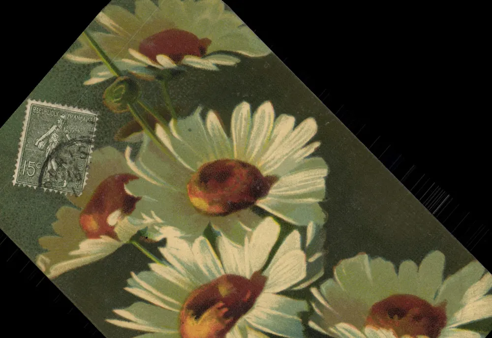 Flores de margaridas — editor Velluto, série artística n° 1108 - Frente