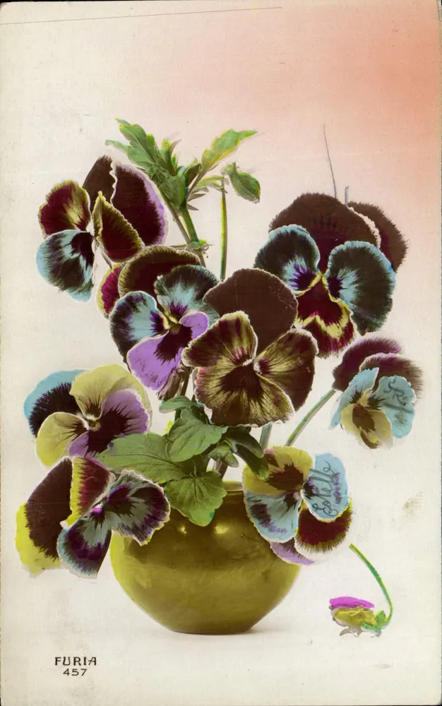 Pansies colorées dans un vase — éditeur Furia, n° 457 - Awers
