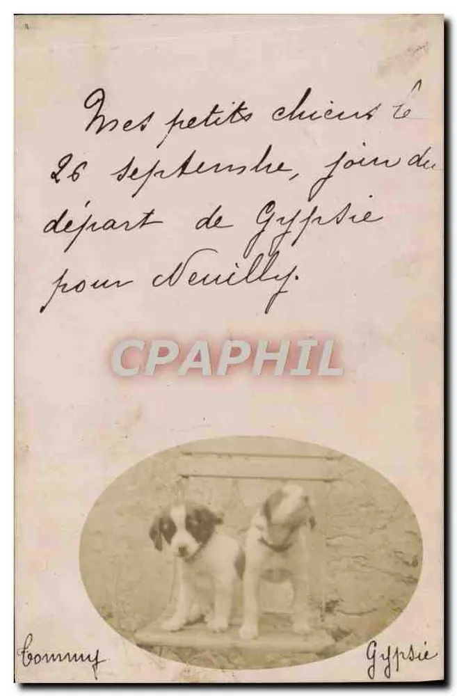Zwei Welpen — 26. September — Bonnay, Gypsy - Vorderseite