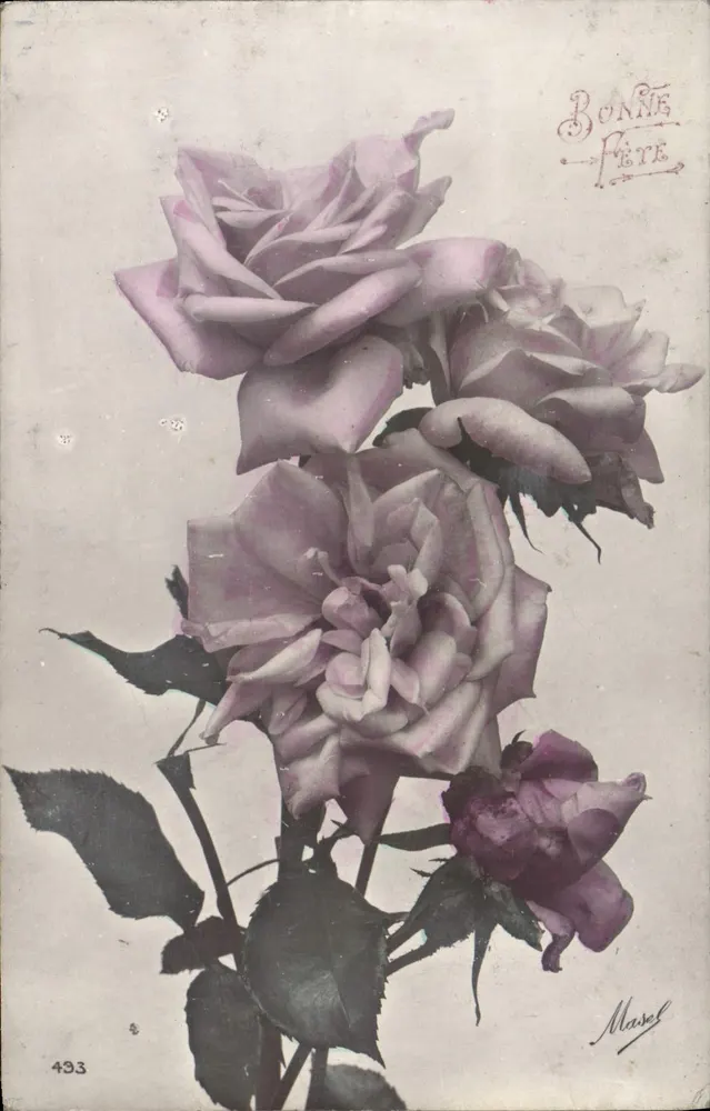 Rosas — carta de felicitações — Masel, n°493 - Frente