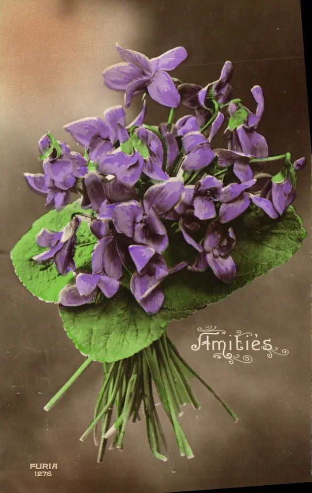Mata de violetas — FURIA 1276 - Frente