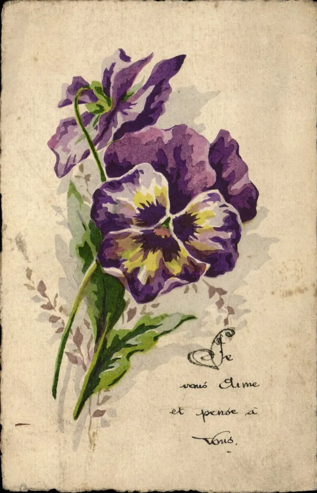 Pansées violettes — desenho aquarelado - Frente