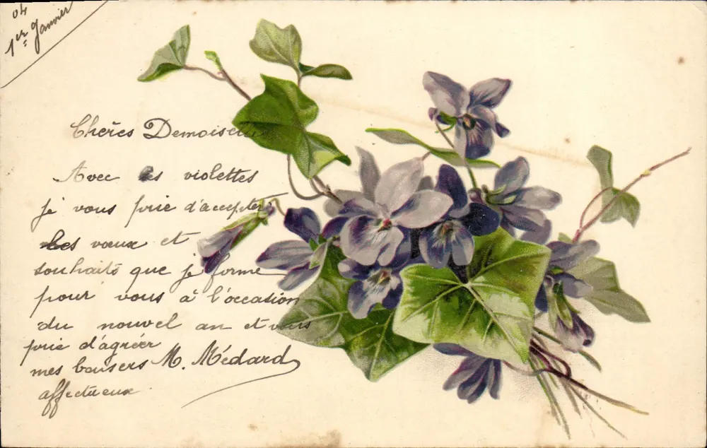 Violetas e trepadeira — cartão postal de boas-vindas — editor não identificado - Frente