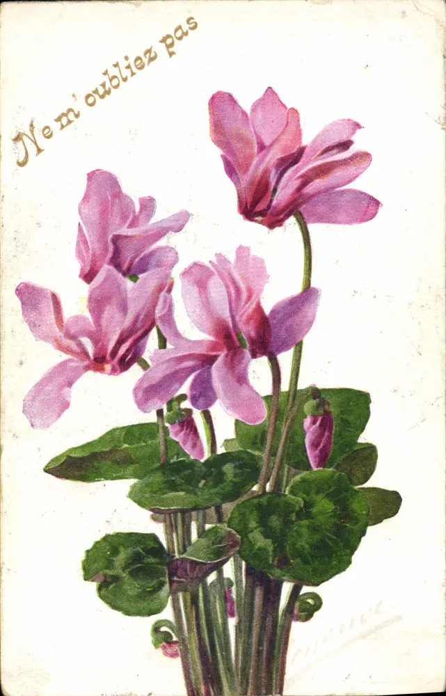 Cyclamen — bouquet de fleurs roses — éditeur COLOR PARIS, n° 603 - Frente