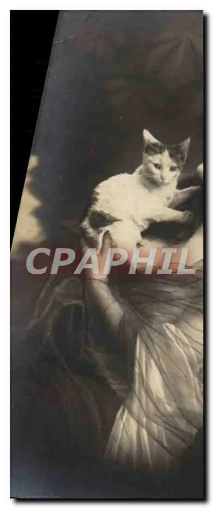 Weißer und grauer Kater — Porträt — unbekannter Verlag, Seriennummer nicht lesbar - Vorderseite
