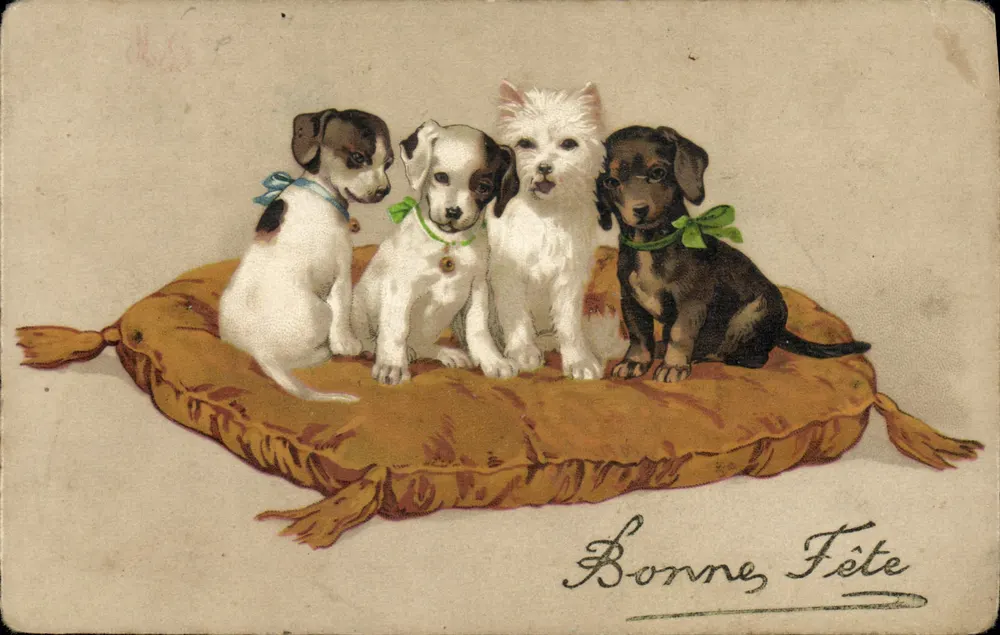Quatre chiots — sur coussin orné — éditeur non visible - Recto