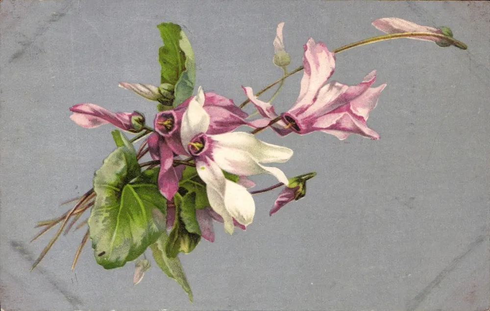 Flores de ciclamoras — edição não identificada — Carte postale francesa - Frente