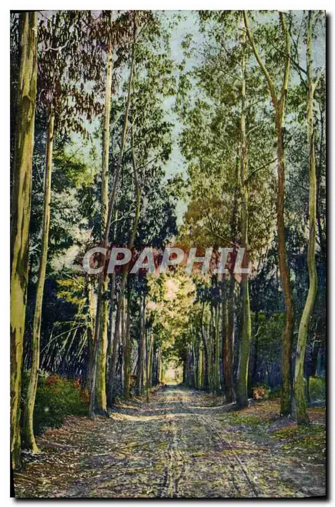 Avenida dos Eucaliptos — Ilha Santa Marguerite — Lévy & Neurdein, Paris - Frente