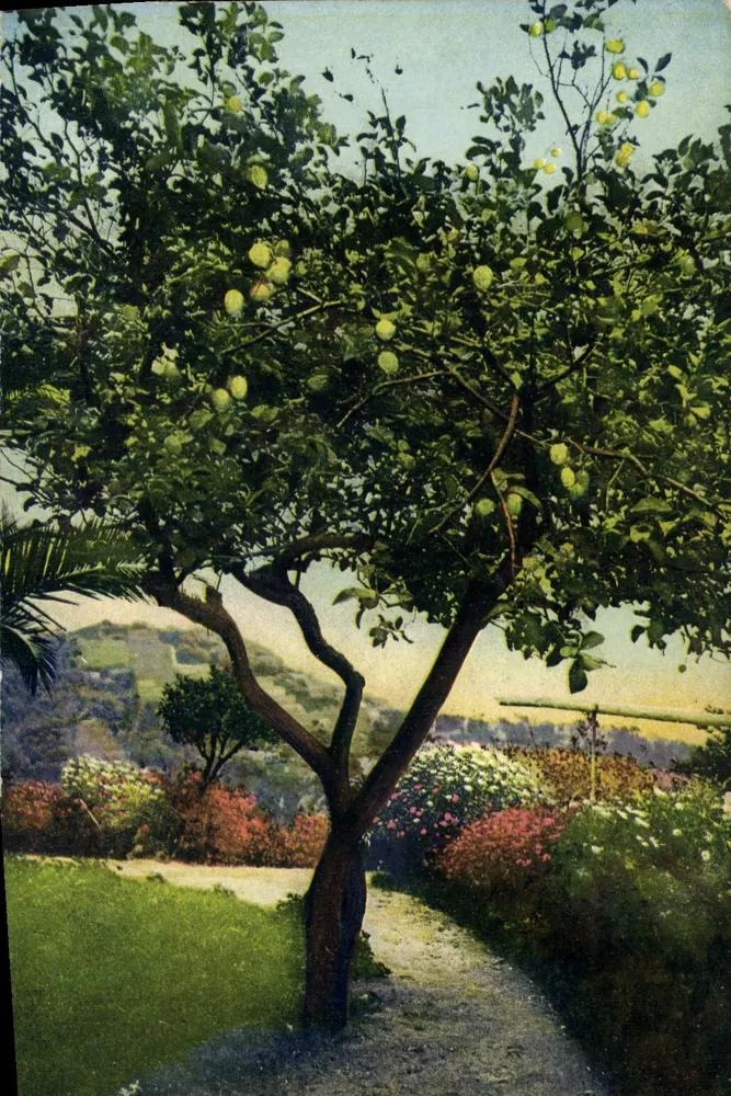 Arbre fruitier en fleurs — vue de jardin — éditeur Lévy d'Azur, n°65 - Frente