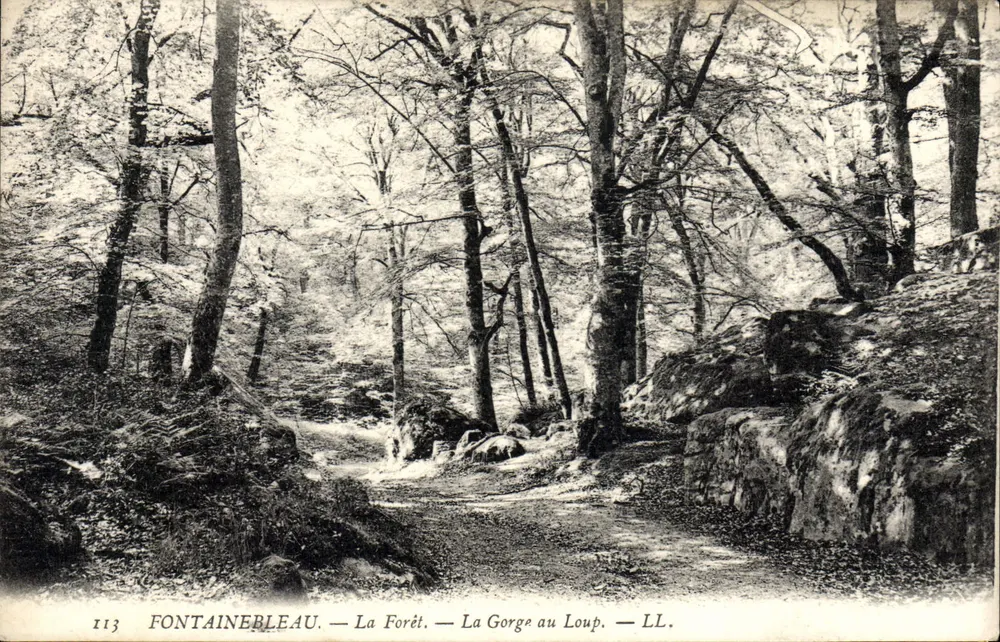Fontainebleau — Die Wälder — Die Schlucht des Wolfs — LL. — Nr. 113 - Vorderseite