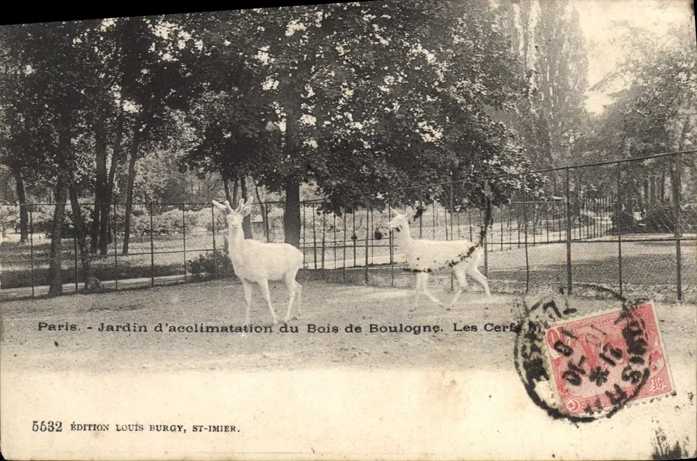 Die Hirsche — Jardin d'acclimatation du Bois de Boulogne — Edition Louis Burgy, n°5632 - Vorderseite