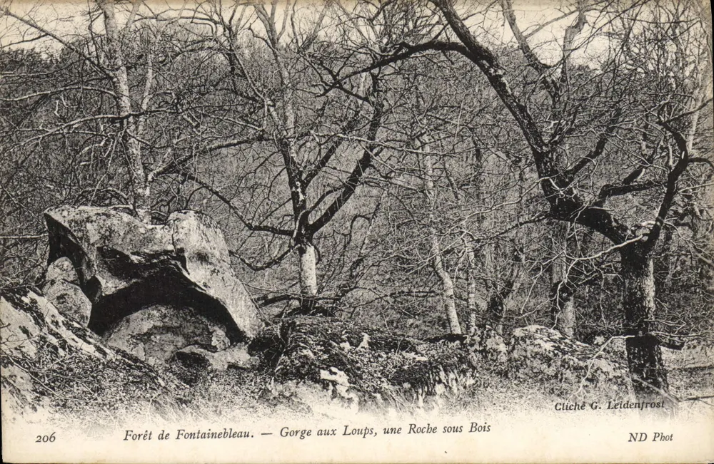 Forêt de Fontainebleau — Gorge aux Loups, eine Felsen unter Bäumen — Foto G. Leidenfrost, ND Phot - Vorderseite