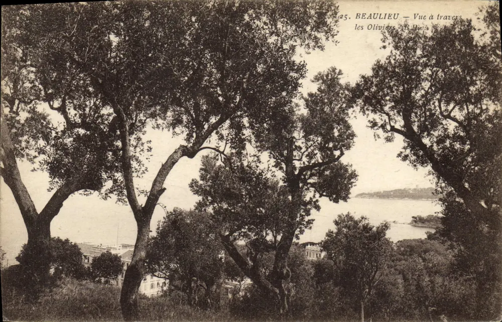 Beaulieu — Blick durch die Olivenbäume — n°25 - Vorderseite