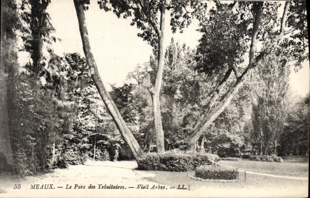 Meaux — Der Park der Trinitarier — Altes Baum — LL - Vorderseite