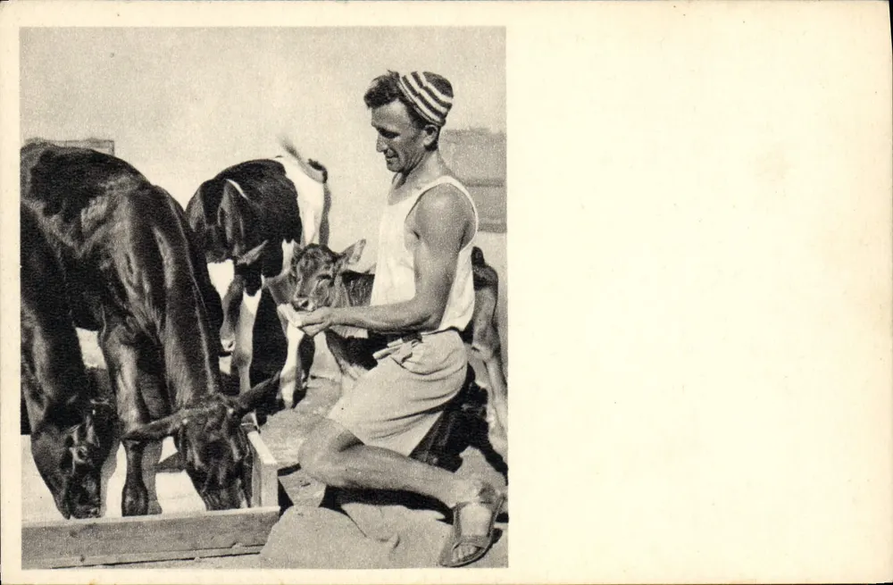 Ein Schäfer füttert Kühe — Hador Haacarmel, Palästina — Foto J. Benor-Kalter, Nr. 817 - Vorderseite