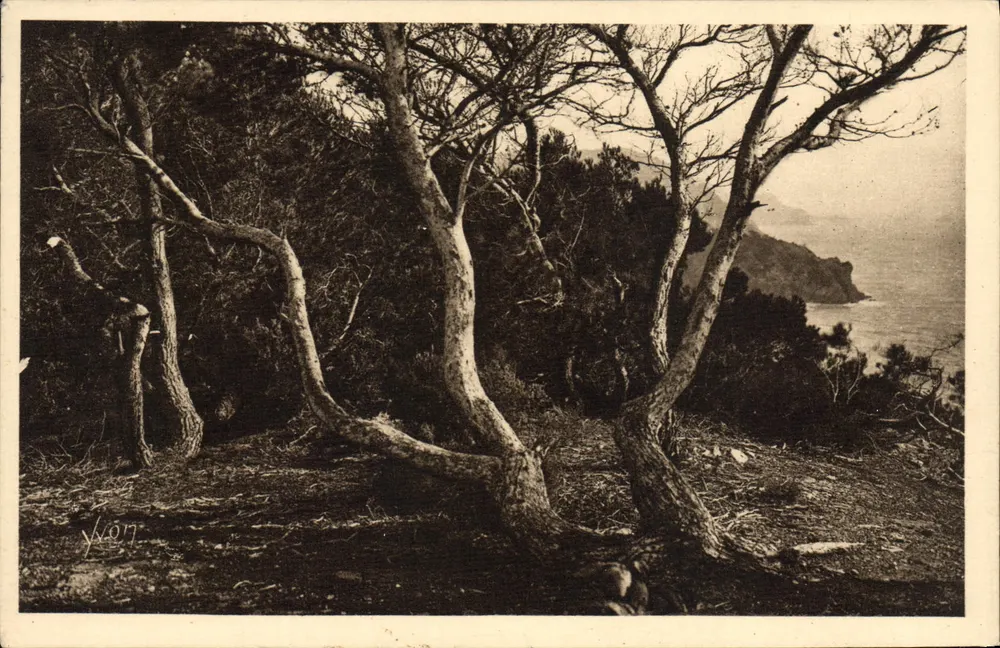 Les Pins d'Alep — Porquerolles — Côte d'Azur (Var) — Éditions d'Art Yvog - Vorderseite