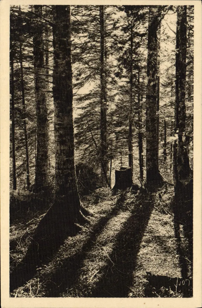 Wald der Pyrenäen — Bagnères-de-Bigorre — Éditions d'Art Yvon - Vorderseite