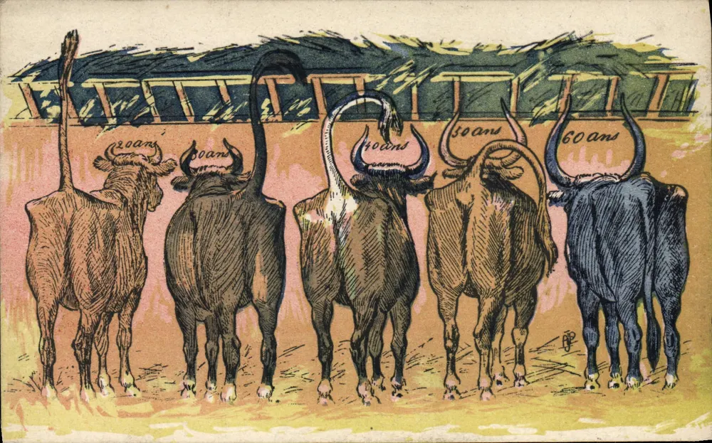 Bydła — Wiek od 20 do 60 lat — Wydawca: Wyroby Francuskie, nr D.D. 9089 - Awers