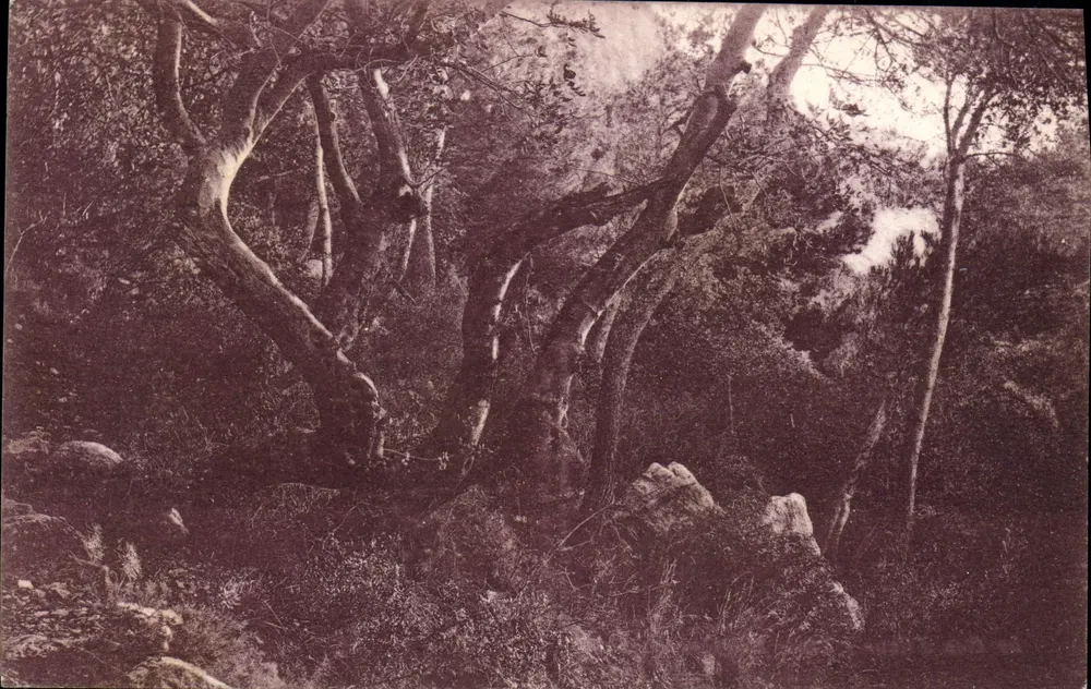 Floresta de pinheiros — Estudo de árvores — Editado pela Agência Nacional dos Capitons, Paris - Frente
