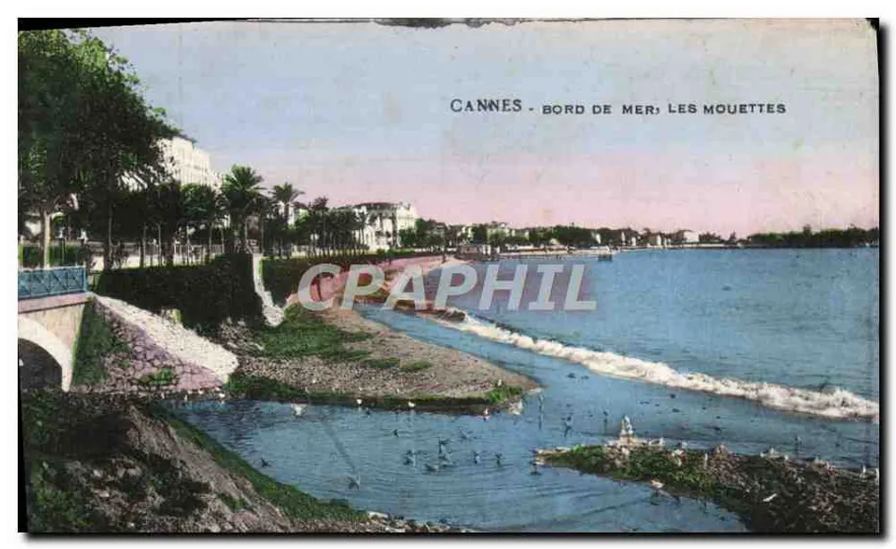 CANNES - BORD DE MER, LES MOUETTES — Wydawca: Karta Pocztowa - Awers