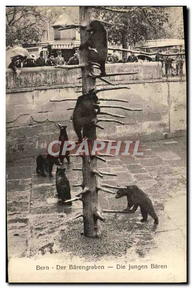 Bern — Der Bärengraben — Die jungen Bären — Ernst Selhofer - Vorderseite