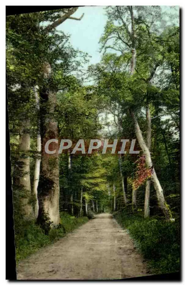 Forêt de Fontainebleau — Die Route der Tillale — Edition Bellichrome - Vorderseite