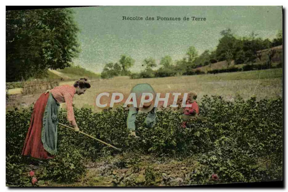 Colheita de Batatas — cena de campo — editor não identificado - Frente