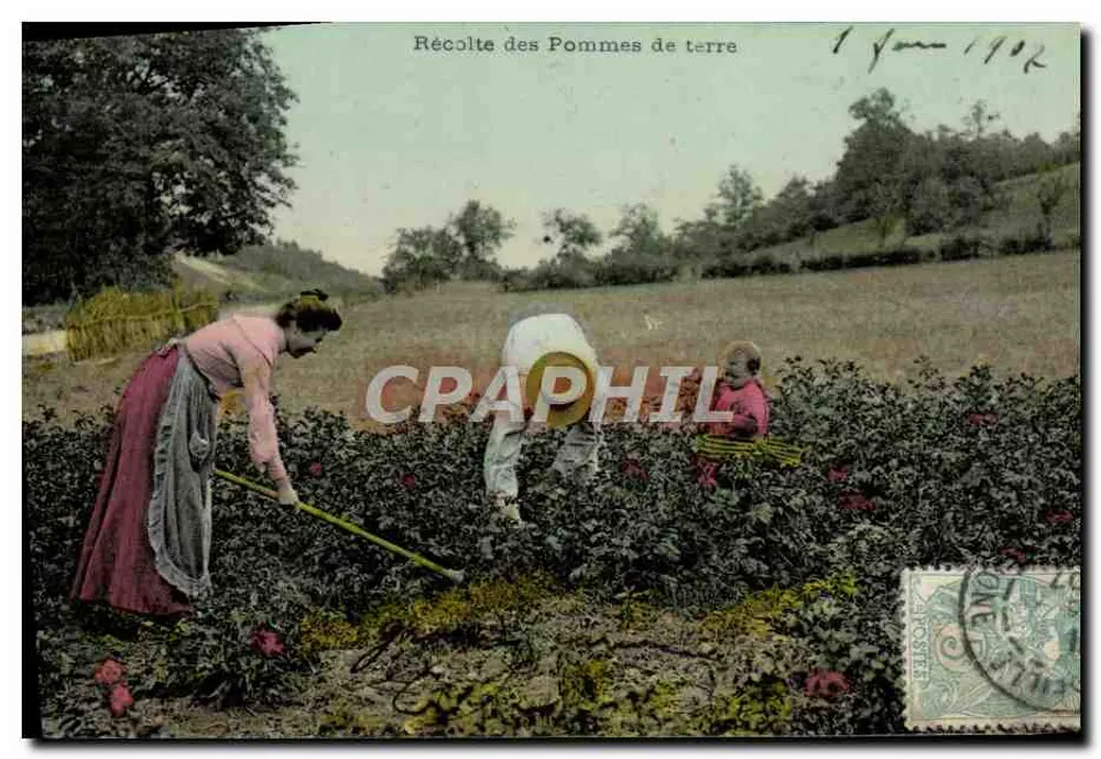 Colheita de Batatas — 1 de junho de 1902 — editor não visível - Frente