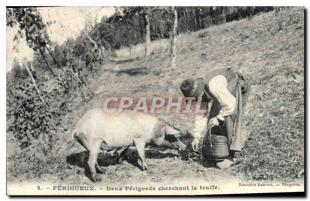 Périgueux — Zwei Périgords auf Trüffelsuche — Nouvelles Galeries, Périgueux - Vorderseite
