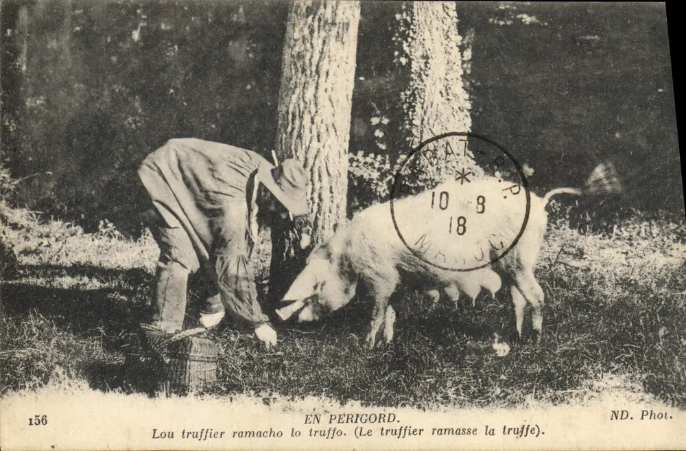 Trüffeljäger und Trüffel — In Périgord — ND. Foto n°156 - Vorderseite