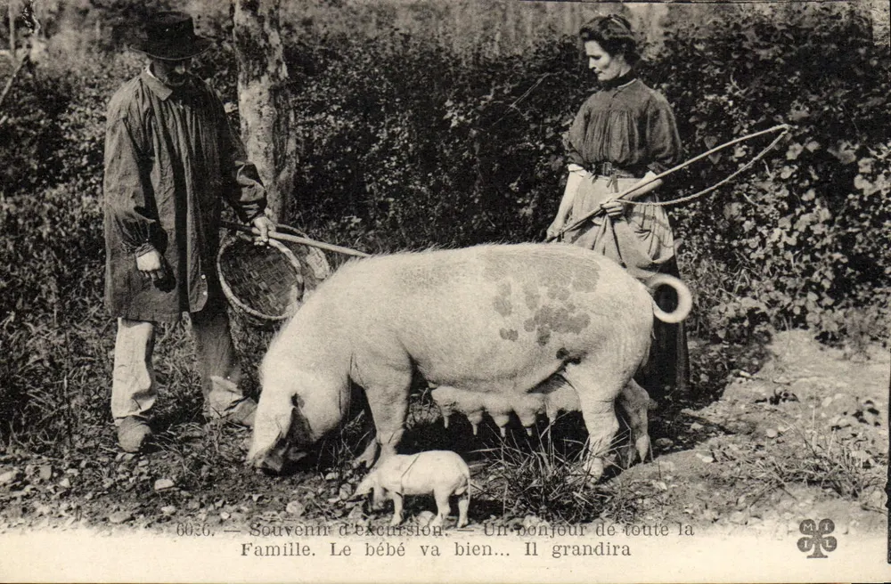 Familie mit Schwein und Ferkel — Erinnerung an eine Reise — Verlag MIL, Nr. 6036 - Vorderseite