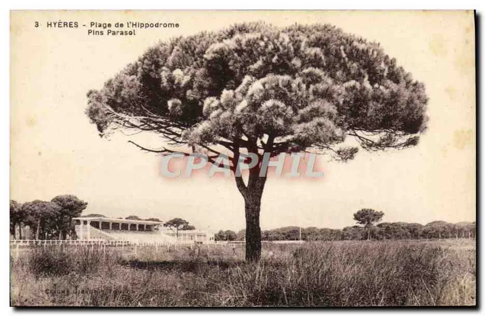 Hyères - Strand des Hippodroms - Sonnenschirm-Pine - Vorderseite