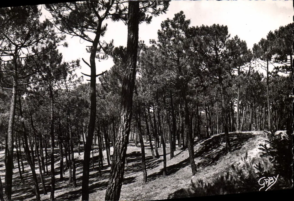 Floresta de Saint-Jean-de-Monts — Vendée — Edições GABY - Frente
