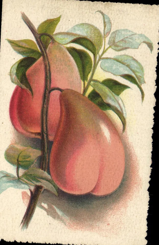 Pêches et poires — illustration botanique — éditeur non visible - Frente