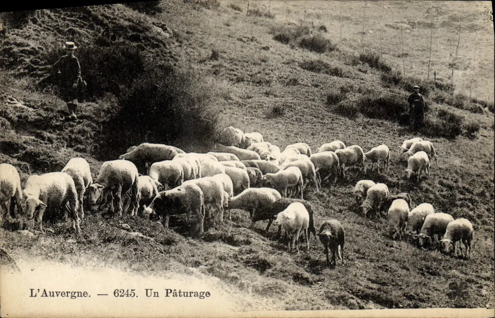 Auvergne — 6245. Ein Schafweideland - Vorderseite