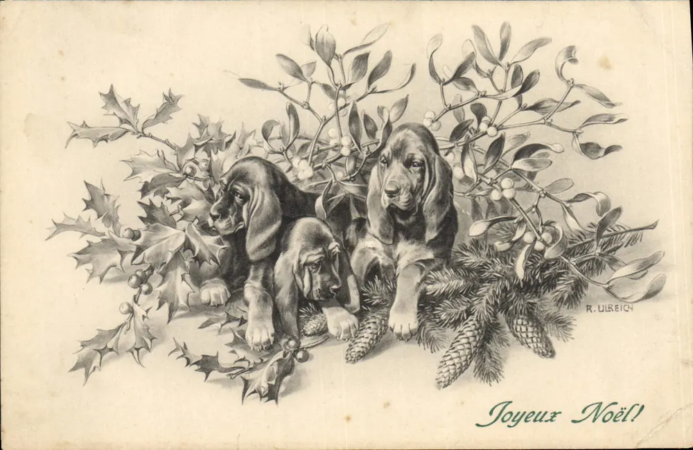 Drei Basset-Hundewelpen unter Eiben- und Efeuästen — R. Ulreich — Verlag M. M. Munk, n° 466 - Vorderseite