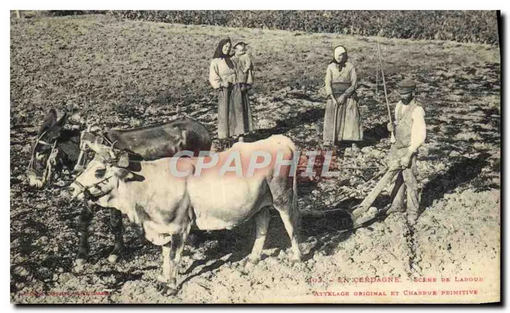 In Céragne — Szene des Pflügens — Originalgeschirr und primitive Pflugschar - Vorderseite
