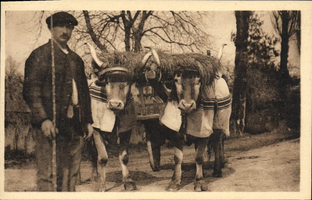 Atelagem basca — dois touros carregados — Fototipia Labonche frères, Toulouse, n°10 - Frente