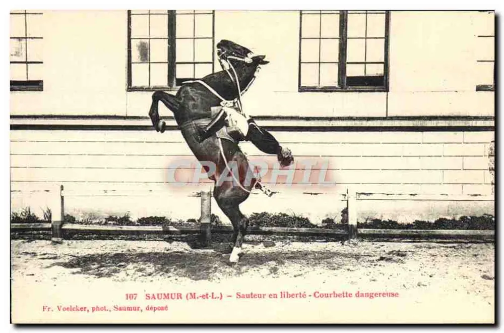 Saumur (M.-et-L.) — Pferd in Freiheit — Gefährliche Courbette — Fr. Voelcker, phot. Saumur, abgegeben - Vorderseite
