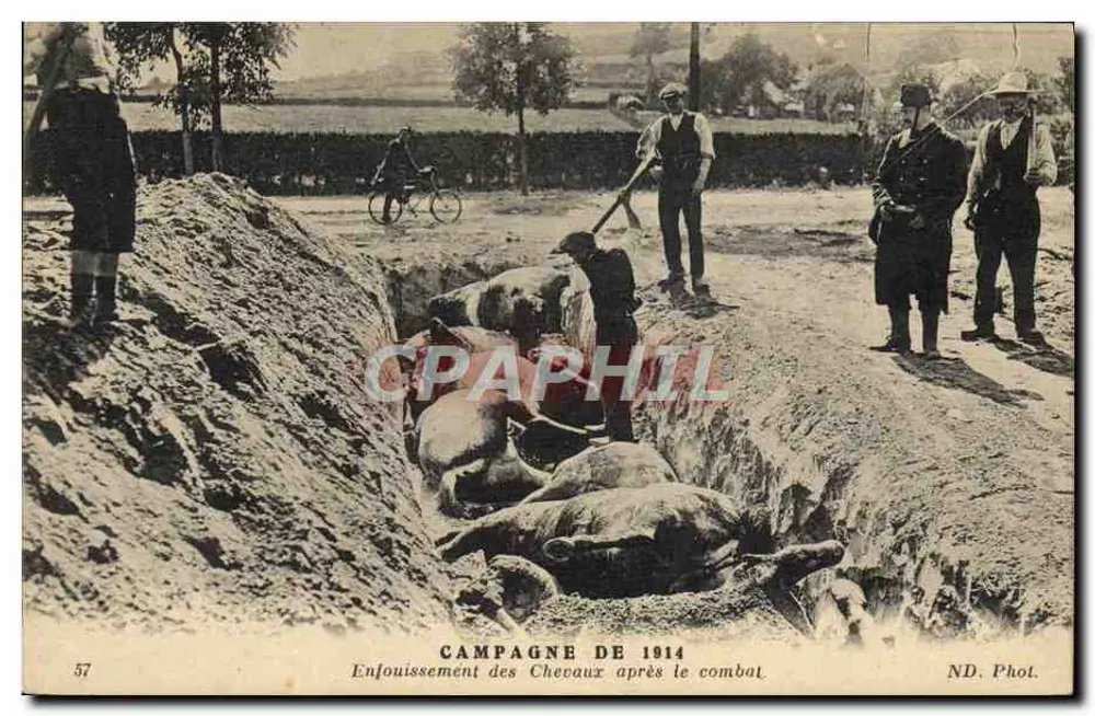 Bestattung der Pferde nach dem Kampf — Kampagne 1914 — ND. Phot. - Vorderseite