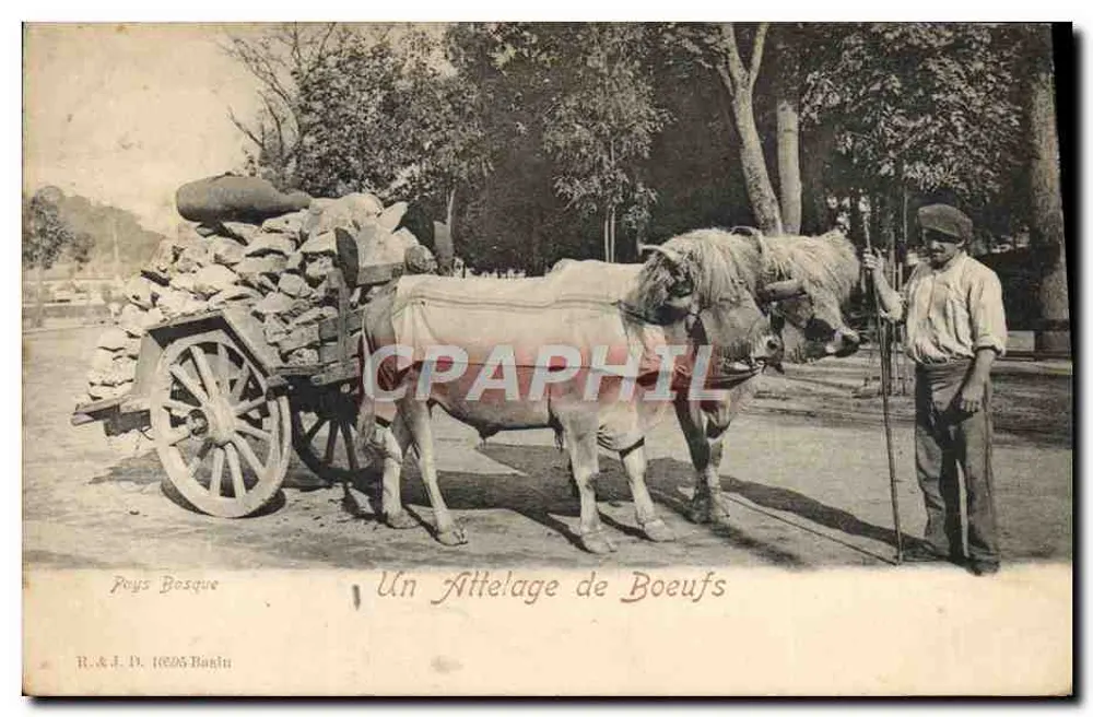 Pociąg byków — Pays Bosque — R. & J. D. 16295 Barinu - Awers
