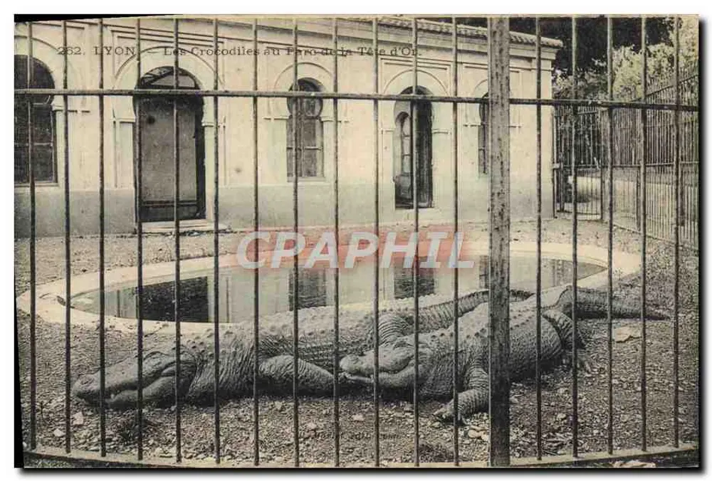 Lyon — Krokodile im Parc de la Tête d'Or — Nr. 262 - Vorderseite