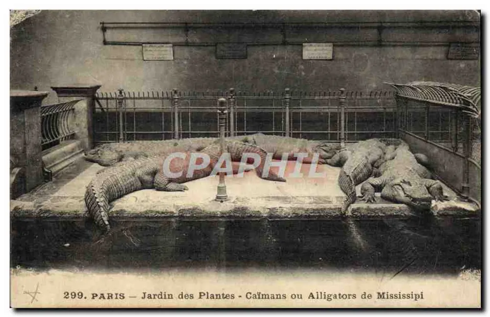 Paris - Jardin des Plantes - Kaimane oder Mississippi-Alligatoren - Vorderseite