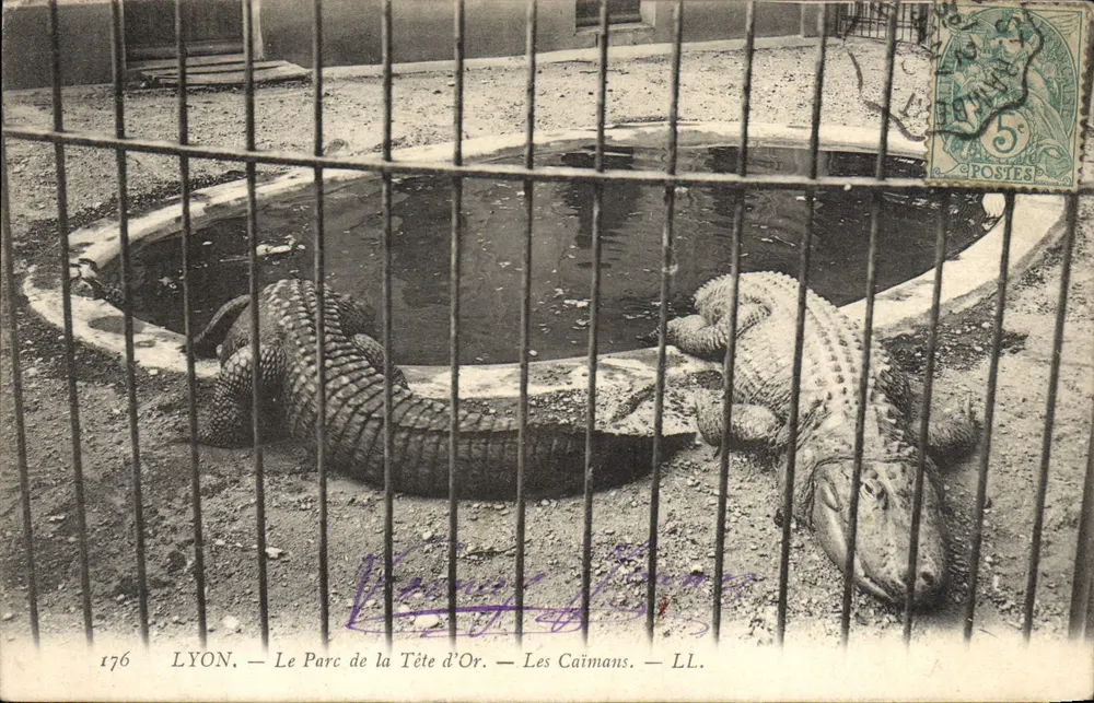 LYON — Der Park der Goldenen Kopf — Die Kaimane — LL. — N° 176 - Vorderseite