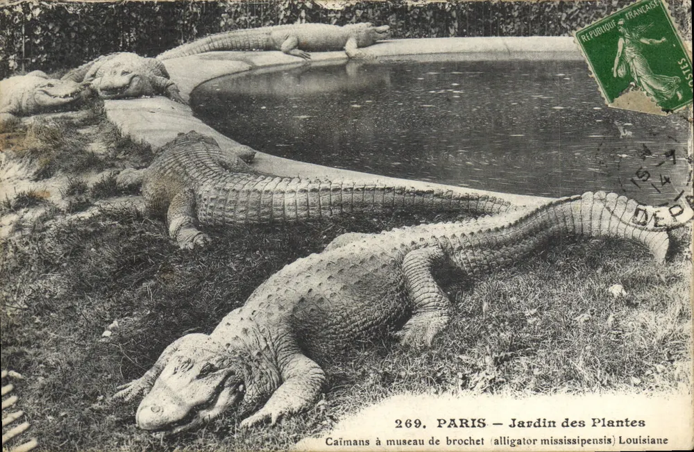 Alligatoren im Museum der Zander (alligator mississipensis) Louisiana — Paris — Jardin des Plantes — n° 269 - Vorderseite