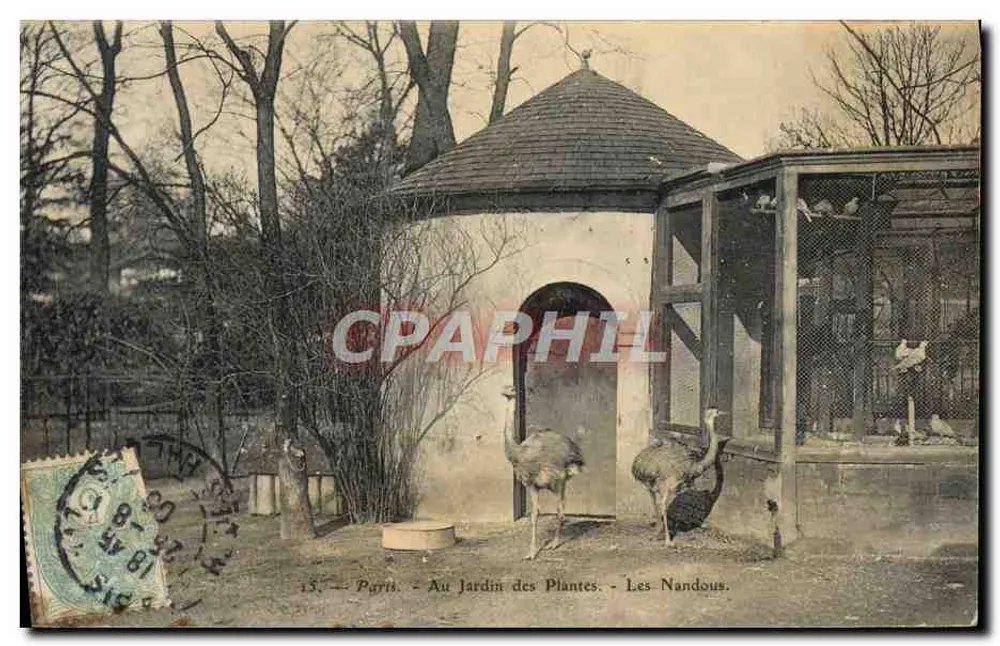 Paris - Im Jardin des Plantes - Die Nandus - Vorderseite