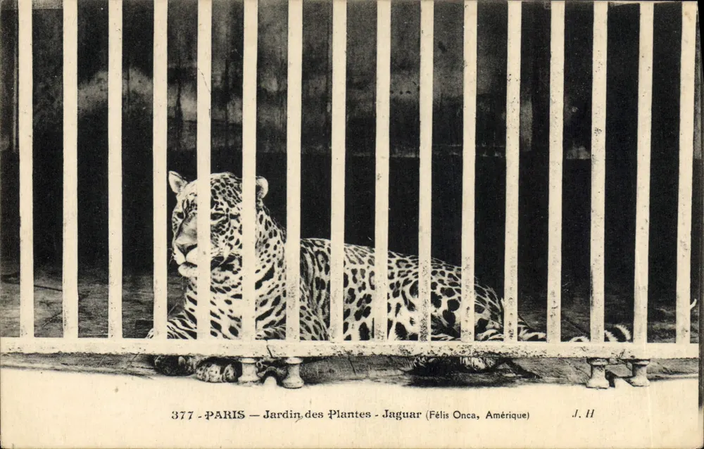 Paris — Jardin des Plantes — Jaguar (Félis Onca, Amerika) — J. H. — n° 377 - Vorderseite